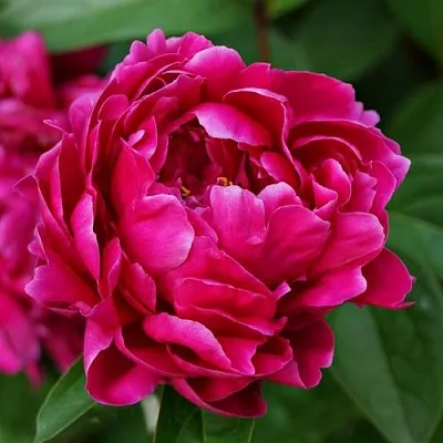 Пион ЛУИ ВАН-ГУТТ травянистый  Пион ЛУИ ВАН-ГУТТ травянистый в Магнитогорске