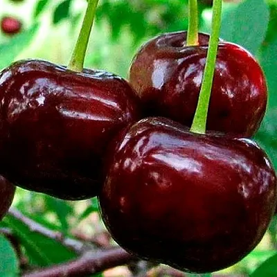 Дюк (черевишня)  Дюк (черевишня) в Магнитогорске