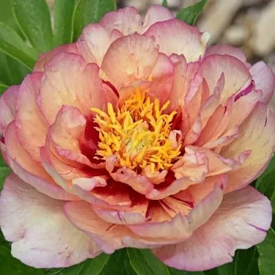 Пион КЭЛЛИС МЕМОРИ ито-гибрид  Пион КЭЛЛИС МЕМОРИ ито-гибрид в Магнитогорске