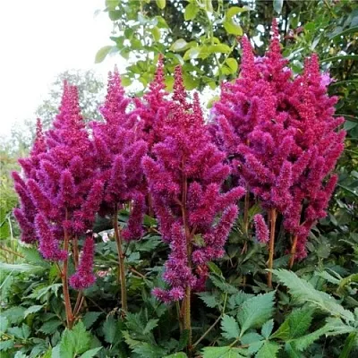 Астильба ВИЖНС китайская  Астильба ВИЖНС китайская в Магнитогорске