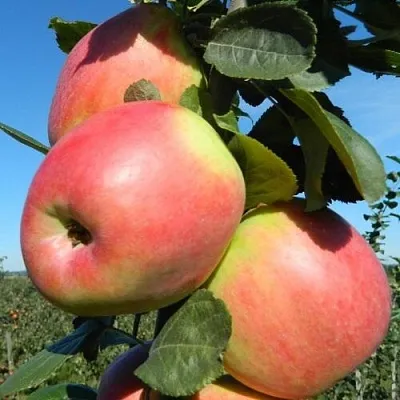 Яблоня БРЯНСКОЕ РОЗОВОЕ  Яблоня БРЯНСКОЕ РОЗОВОЕ в Магнитогорске