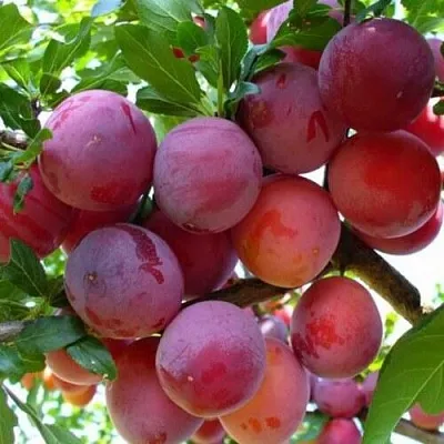 Слива НЕКТАРИННАЯ АРОМАТНАЯ  Слива НЕКТАРИННАЯ АРОМАТНАЯ в Магнитогорске