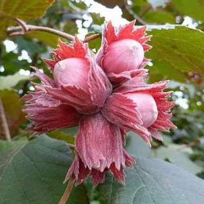 Фундук СКАРЛЕТТ в Магнитогорске