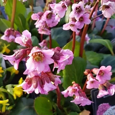 Бадан БЭБИ ДОЛЛ  Бадан БЭБИ ДОЛЛ в Магнитогорске