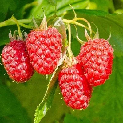 Малина ИЗОБИЛЬНАЯ  Малина ИЗОБИЛЬНАЯ в Магнитогорске