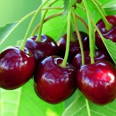 Вишня ВЯНОК  Вишня ВЯНОК в Магнитогорске