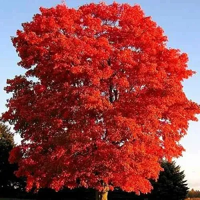 Дуб красный   Дуб красный  в Магнитогорске