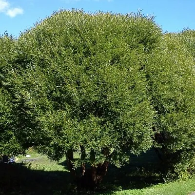 Ива ломкая   Ива ломкая  в Магнитогорске