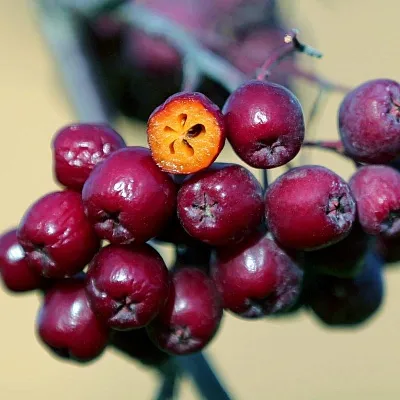 Рябина сладкоплодная  Рябина сладкоплодная в Магнитогорске