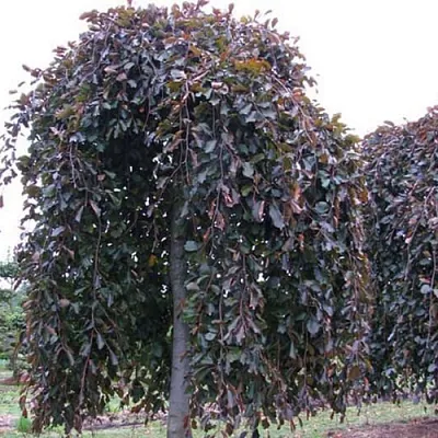 Бук  Бук в Магнитогорске