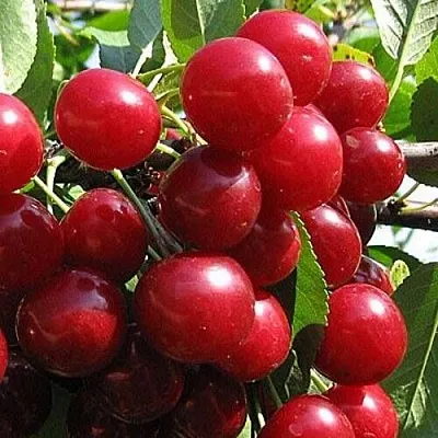 Вишня ГЛУБОКСКАЯ  Вишня ГЛУБОКСКАЯ в Магнитогорске