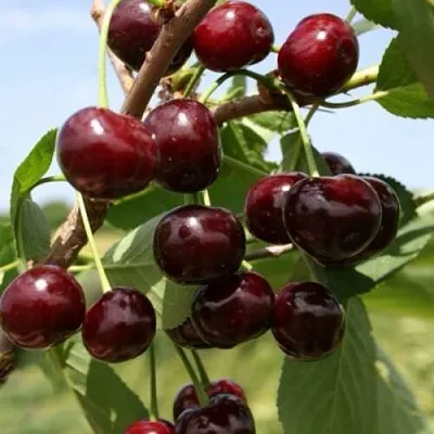 Вишня ГРИОТ БЕЛОРУССКИЙ  Вишня ГРИОТ БЕЛОРУССКИЙ в Магнитогорске