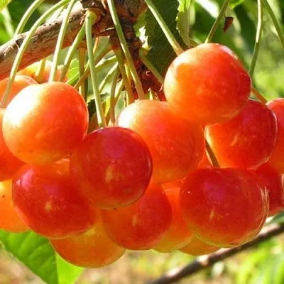 Черешня СОПЕРНИЦА  Черешня СОПЕРНИЦА в Магнитогорске