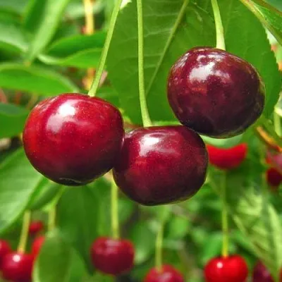 Вишня УЙФЕХЕРТОЙ ФЮРТОШ  Вишня УЙФЕХЕРТОЙ ФЮРТОШ в Магнитогорске