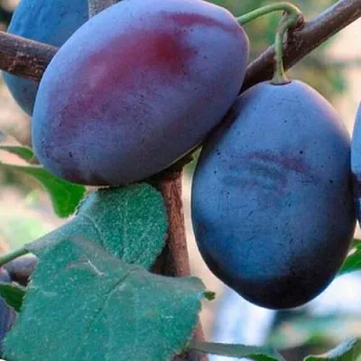 Слива СМОЛИНКА  Слива СМОЛИНКА в Магнитогорске