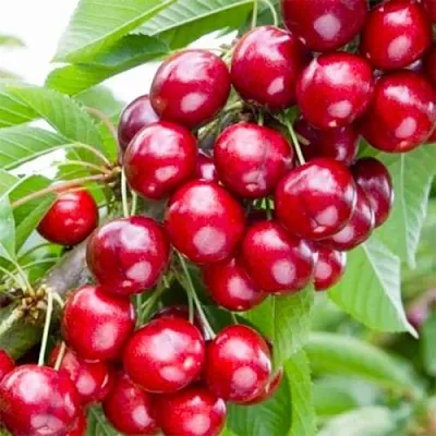 Вишня МАЛЮТКА колонновидная  Вишня МАЛЮТКА колонновидная в Магнитогорске