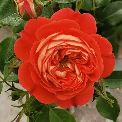 Саженцы роз СТАРЛЕТ РОУЗ КАРМЕН плетистая  Саженцы роз СТАРЛЕТ РОУЗ КАРМЕН плетистая в Магнитогорске