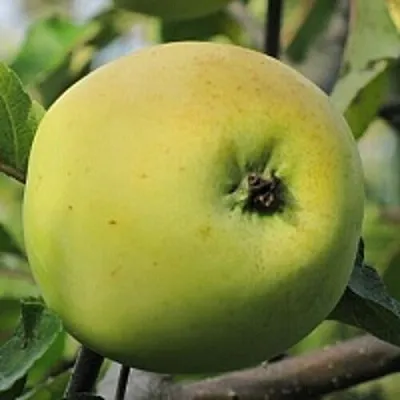 Яблоня РОССИЯНКА  Яблоня РОССИЯНКА в Магнитогорске