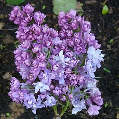 Сирень НАДЕЖДА в Магнитогорске