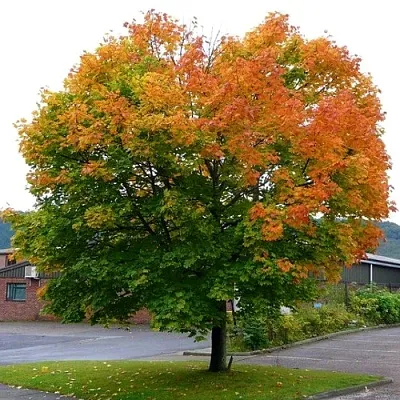 Клен остролистный  Клен остролистный в Магнитогорске