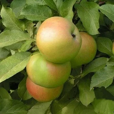 Яблоня ВЕРБНОЕ  Яблоня ВЕРБНОЕ в Магнитогорске