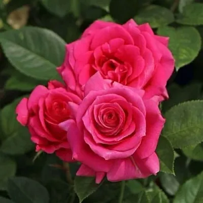 Саженцы роз ЛАВ ЛЕТТЕР флорибунда  Саженцы роз ЛАВ ЛЕТТЕР флорибунда в Магнитогорске