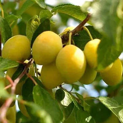 Слива ОЧАКОВСКАЯ ЖЕЛТАЯ  Слива ОЧАКОВСКАЯ ЖЕЛТАЯ в Магнитогорске