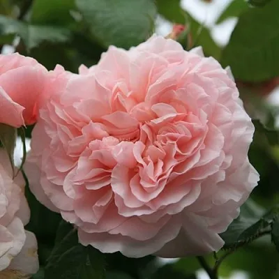 Саженцы роз РОЗ ДЕ ТОЛБИАК плетистая  Саженцы роз РОЗ ДЕ ТОЛБИАК плетистая в Магнитогорске