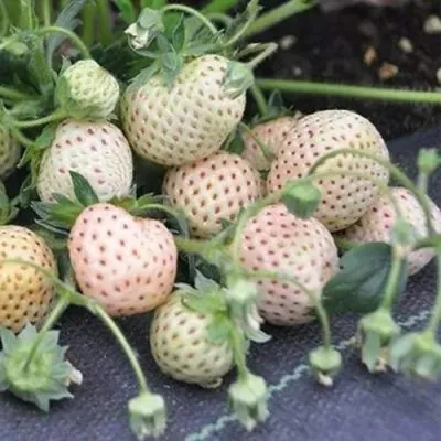 Клубника АНАНАСА ремонтантная в Магнитогорске