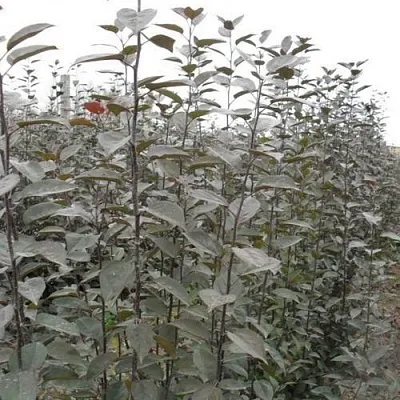 Подвой яблони 54-118  Подвой яблони 54-118 в Магнитогорске