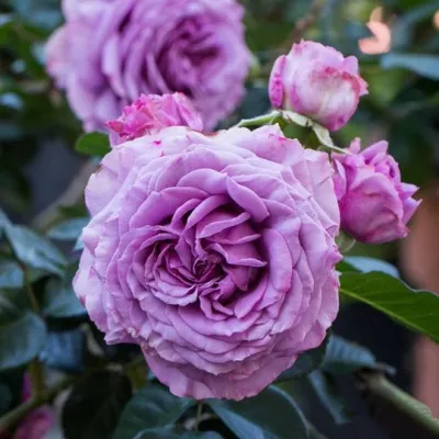 Саженцы роз СИЛЬВЕР КВИК плетистая — описание сорта Саженцы роз СИЛЬВЕР КВИК плетистая в Магнитогорске