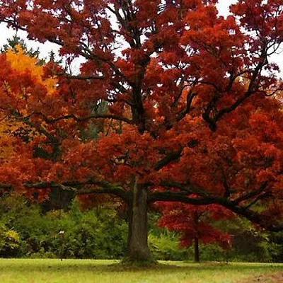 Дуб  Дуб в Магнитогорске