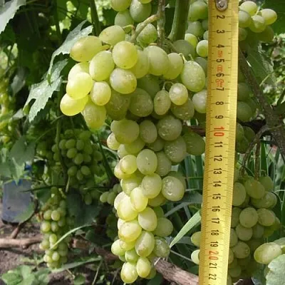 Виноград АНАНАСНЫЙ РАННИЙ в Магнитогорске