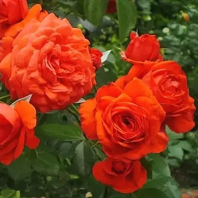 Саженцы роз МАЙНТАУЭР плетистая  Саженцы роз МАЙНТАУЭР плетистая в Магнитогорске