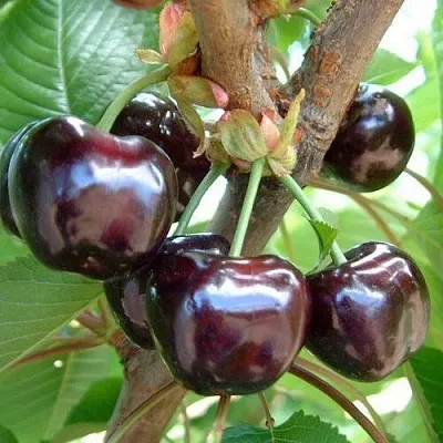 Черешня МУСКАТНАЯ  Черешня МУСКАТНАЯ в Магнитогорске