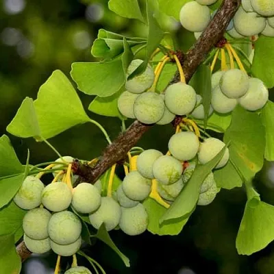 Гинкго билоба  Гинкго билоба в Магнитогорске