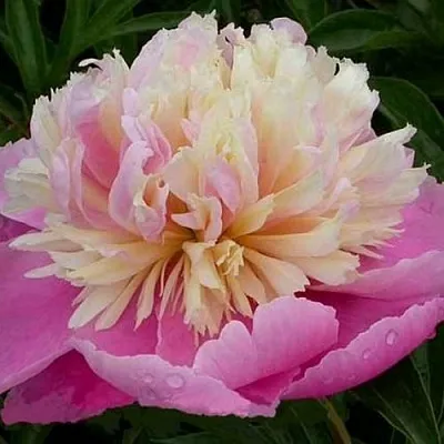 Пион ВЕСЕННЯЯ ПАЛИТРА травянистый  Пион ВЕСЕННЯЯ ПАЛИТРА травянистый в Магнитогорске