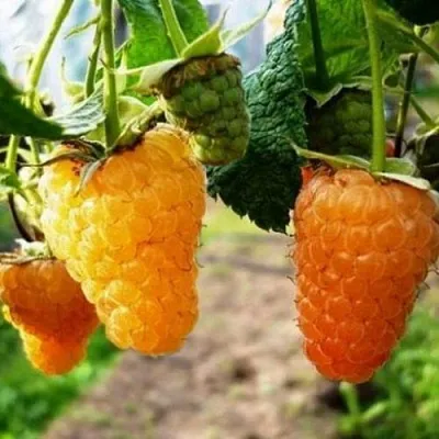 Малина ОРАНЖЕВОЕ ЧУДО  Малина ОРАНЖЕВОЕ ЧУДО в Магнитогорске