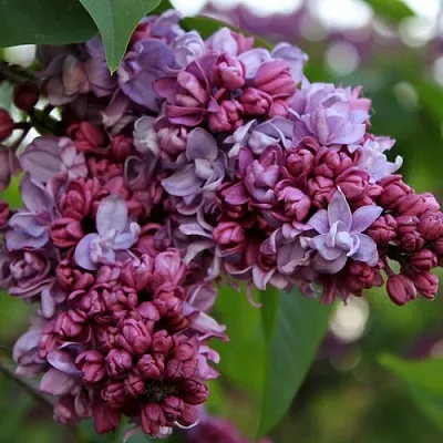 Сирень П.П.КОНЧАЛОВСКИЙ в Магнитогорске