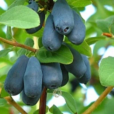 Жимолость съедобная ЮГАНА  Жимолость съедобная ЮГАНА в Магнитогорске