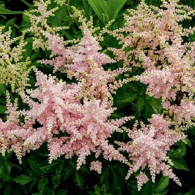 Астильба СЕСТРА ТЕРЕЗА Арендса  Астильба СЕСТРА ТЕРЕЗА Арендса в Магнитогорске