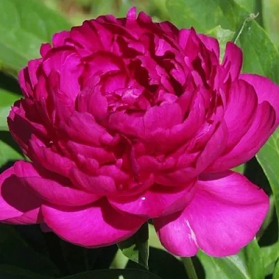 Пион БАРХАТ НОЧИ травянистый  Пион БАРХАТ НОЧИ травянистый в Магнитогорске