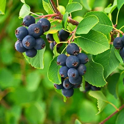 Ирга КОЛОСИСТАЯ в Магнитогорске