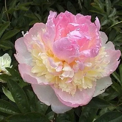 Пион РАСБЕРРИ САНДЕЙ травянистый  Пион РАСБЕРРИ САНДЕЙ травянистый в Магнитогорске