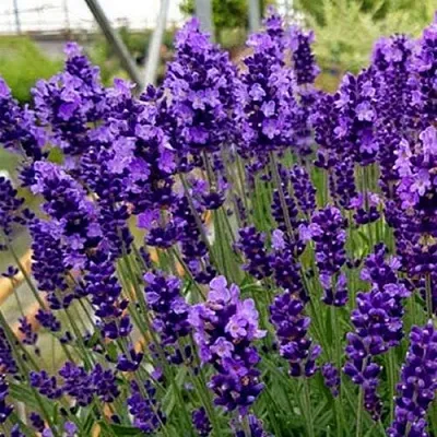 Лаванда ХИДКОТ БЛЮ узколистная в Магнитогорске
