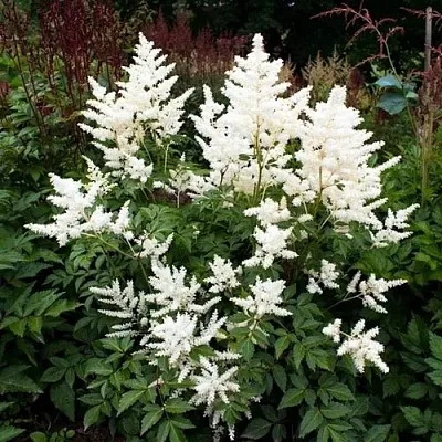 Астильба ДОЙЧЛАНД японская  Астильба ДОЙЧЛАНД японская в Магнитогорске