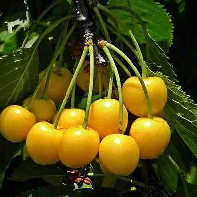 Черешня ЧЕРМАШНАЯ  Черешня ЧЕРМАШНАЯ в Магнитогорске