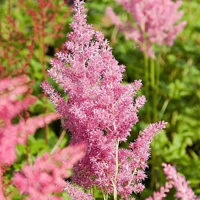 Астильба РЕЙНЛЕНД японская  Астильба РЕЙНЛЕНД японская в Магнитогорске