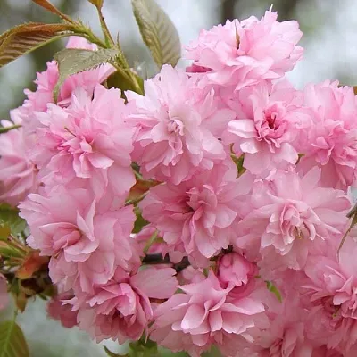 Сакура РОЗЕА ПЛЕНА  Сакура РОЗЕА ПЛЕНА в Магнитогорске