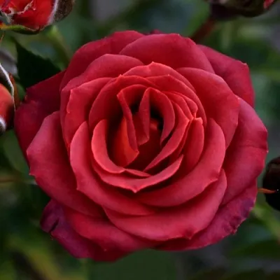 Саженцы роз ЧОКОЧИНО спрей  Саженцы роз ЧОКОЧИНО спрей в Магнитогорске